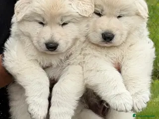 Pastore Svizzero cani Cucciolo pastore svizzero bianco - Annuncio 21