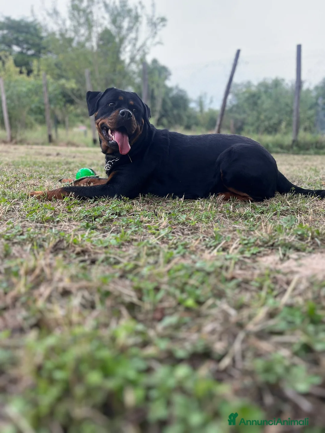 Rottweiler cani in vendita: CUCCIOLI DI ROTTWEILER - Annuncio 1