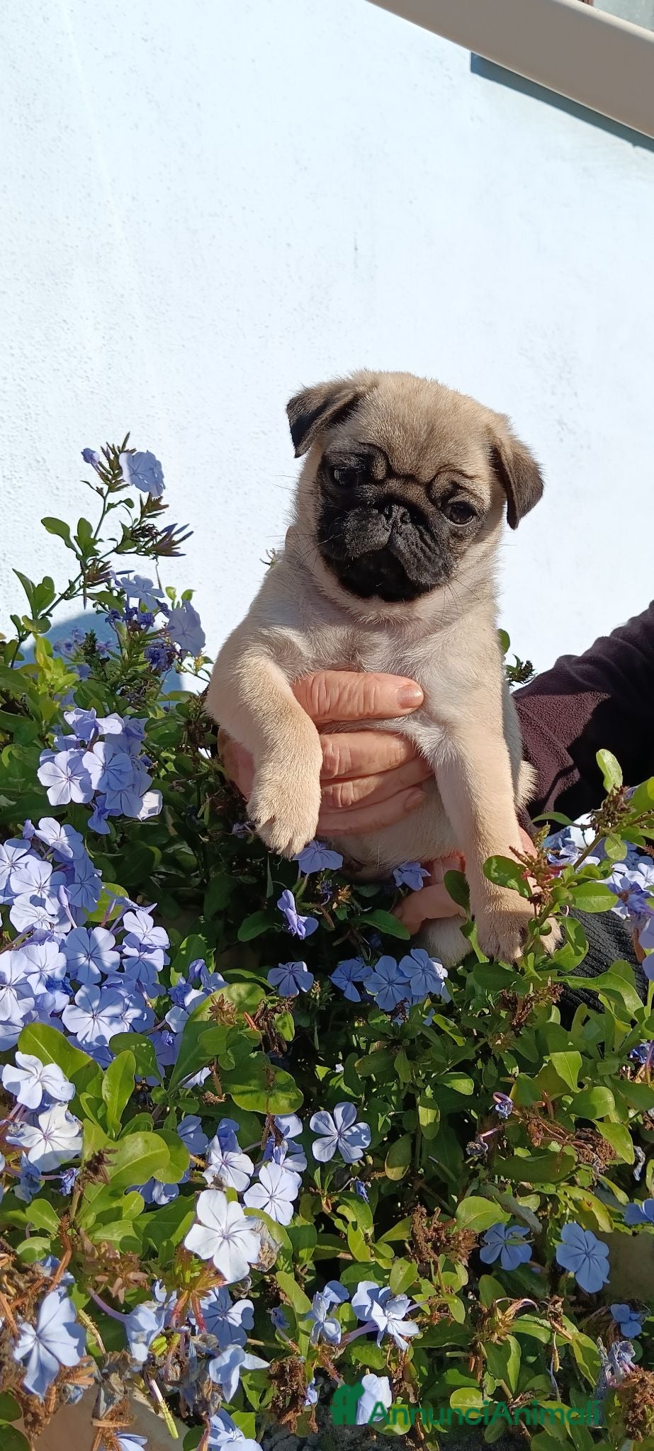 Carlino cani Carlino cucciolo - Annuncio 1
