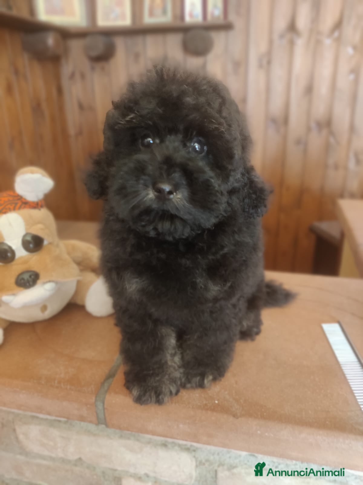 Barboncino Toy cani Cucciolo di Barboncino Toy color Phantom maschi - Annuncio 17