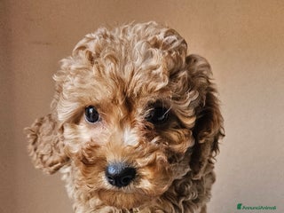 Barboncino cani Barboncini toy - Annuncio 5