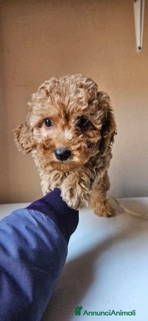 Barboncino cani - Annuncio 4