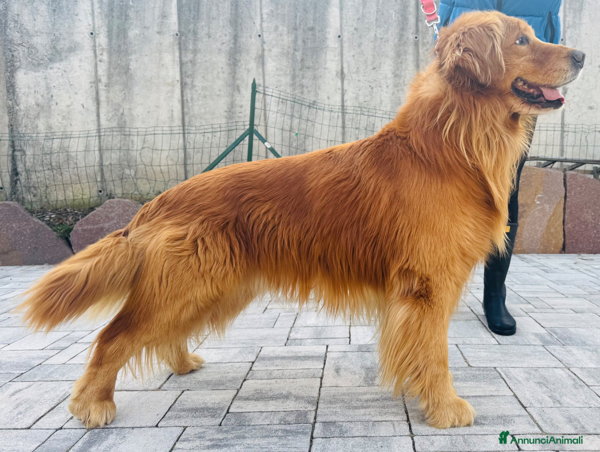 Golden Retriever cani Cuccioli Golden Retriever 100% Americani  - Annuncio 2