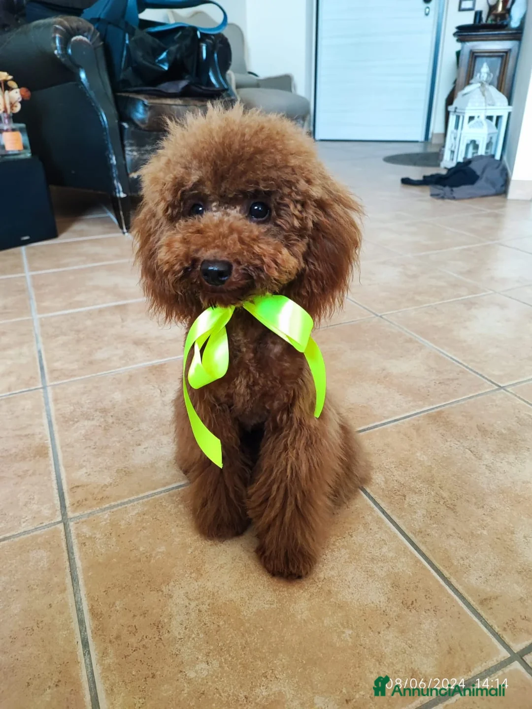 Barboncino Toy cani per accoppiamento: Piacere sono Arturo! a Provincia di Perugia - Annuncio 3