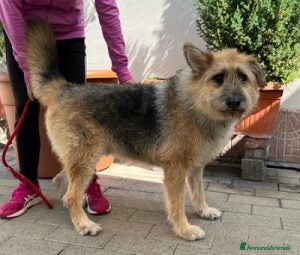 Meticcio cani SPANK PASTORE BRIE - Annuncio 1