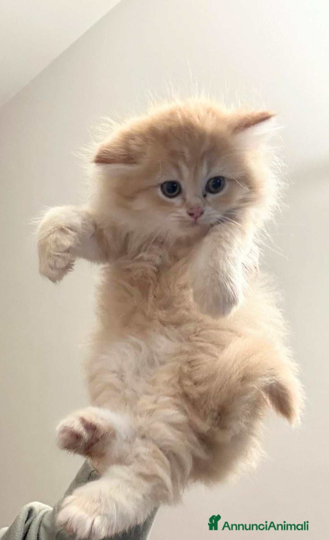 Persiano gatti in vendita: Gattini persiani normotipo  - Annuncio 24