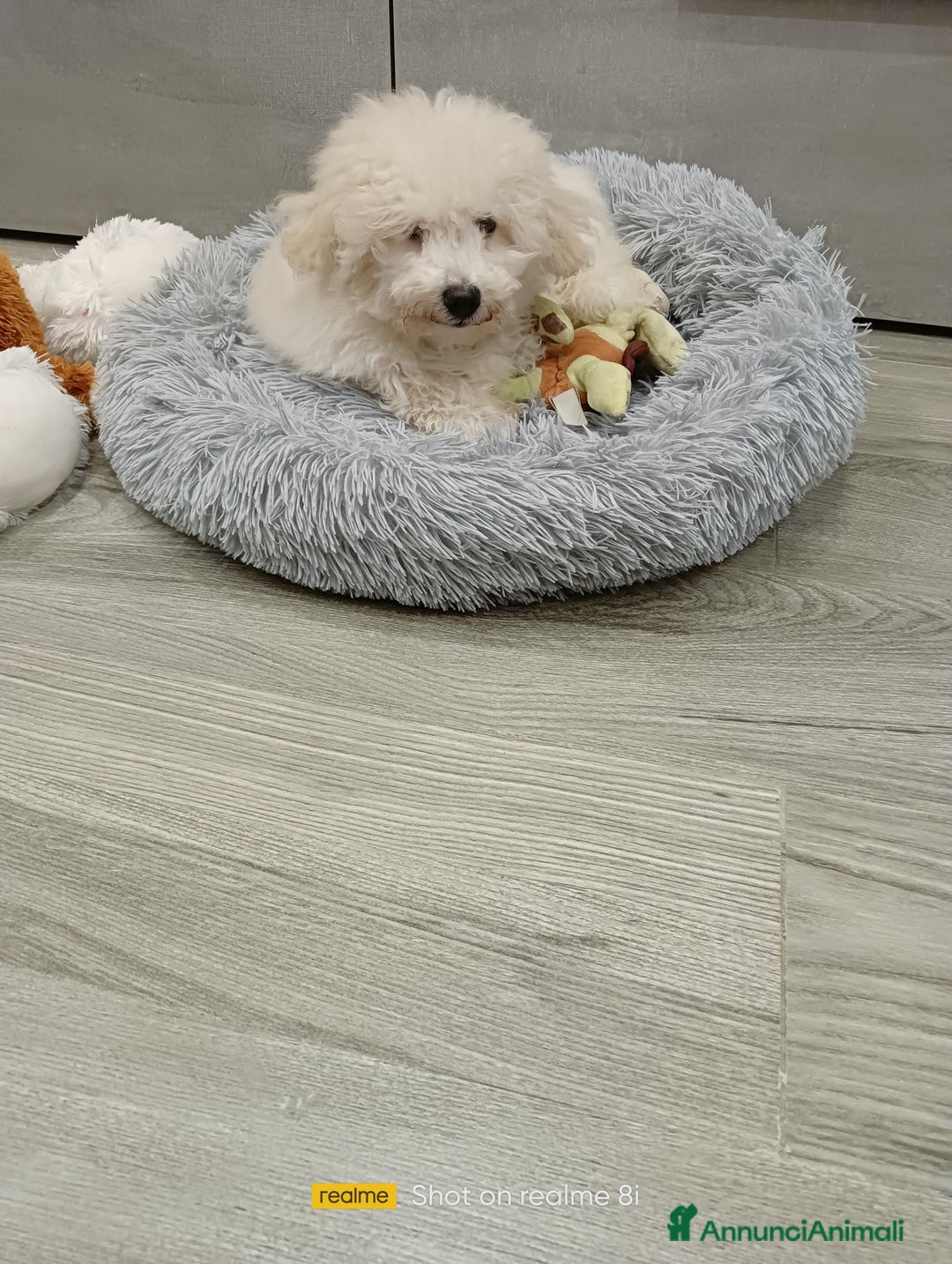 Meticcio cani in vendita: Maltipoo maschio  - Annuncio 4