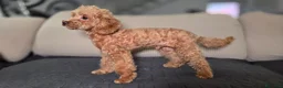 Barboncino Toy cani in vendita: Barboncino mini toy - Annuncio 7
