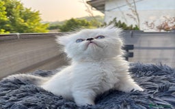 Persiano gatti in vendita: Gattini persiani Chinchilla e Himalayani  a Provincia di Ravenna - Immagine 7