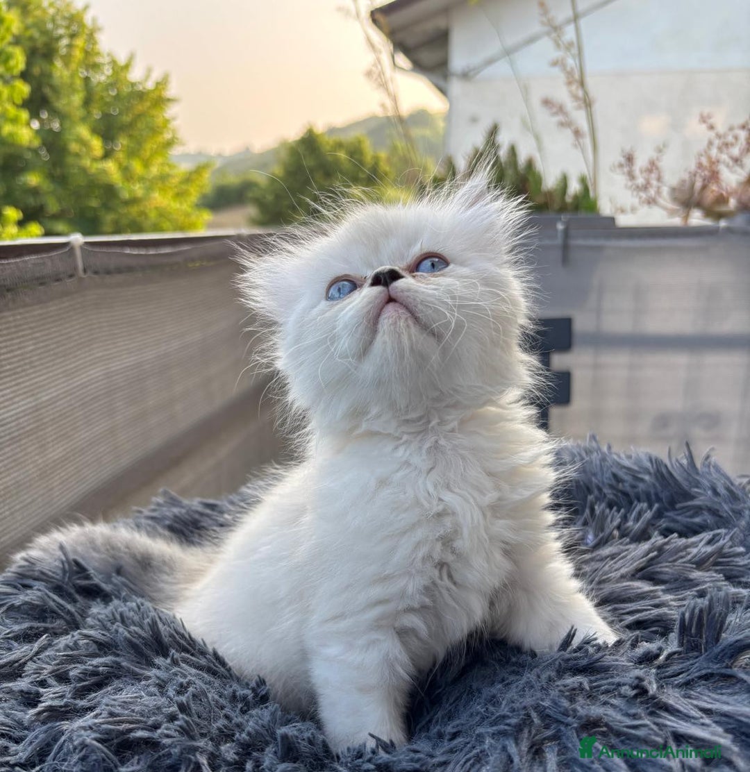 Persiano gatti in vendita: Gattini persiani Chinchilla e Himalayani  a Provincia di Ravenna - Immagine 7