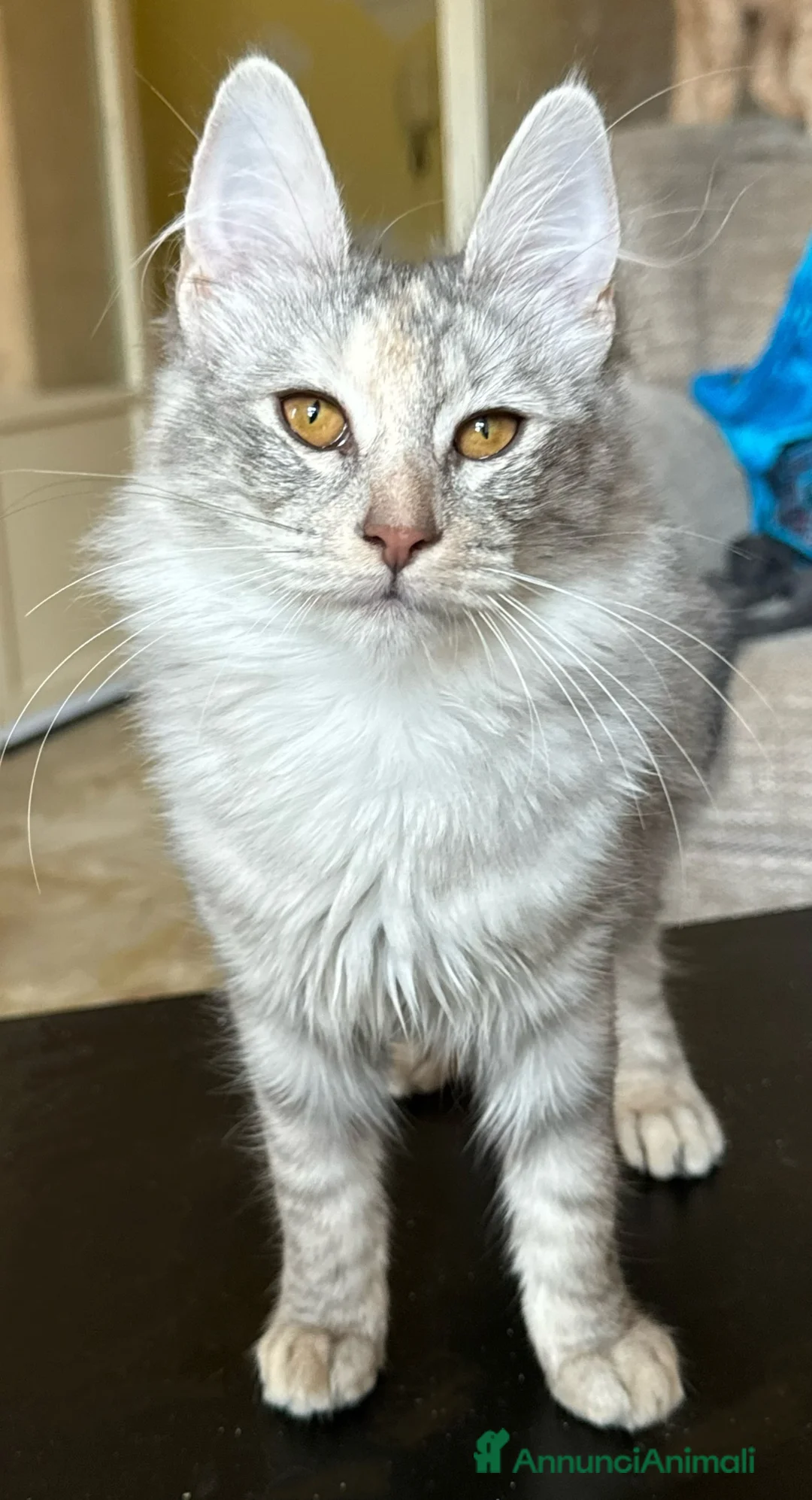 Angora turco gatti in vendita: Gattina di razza Angora Turco - Bella - Annuncio 10