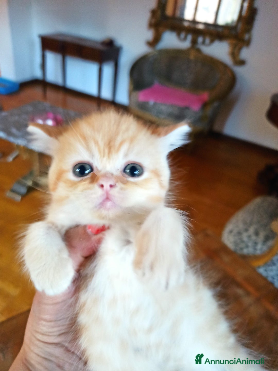 Scottish gatti in vendita: Gattini Scottish Straight  a Provincia di Modena - Immagine 22