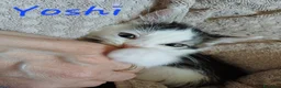 Europeo gatti in regalo: TANTI GATTINI IN ADOZIONE - Annuncio 5