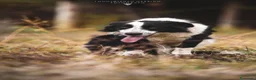 Meticcio cani in regalo: Siria spettacolare cucciolotta in adozione a Provincia di Gorizia - Annuncio 4