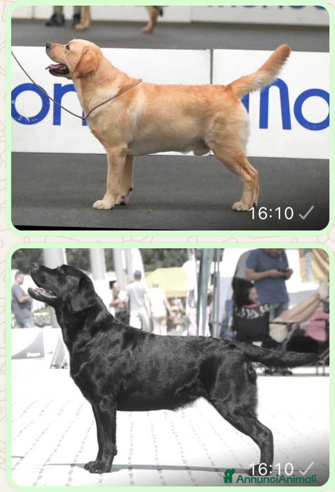 Labrador cani in vendita: Cuccioli di labrador  - Annuncio 1