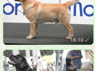 Labrador cani Cuccioli di labrador - Annuncio 12