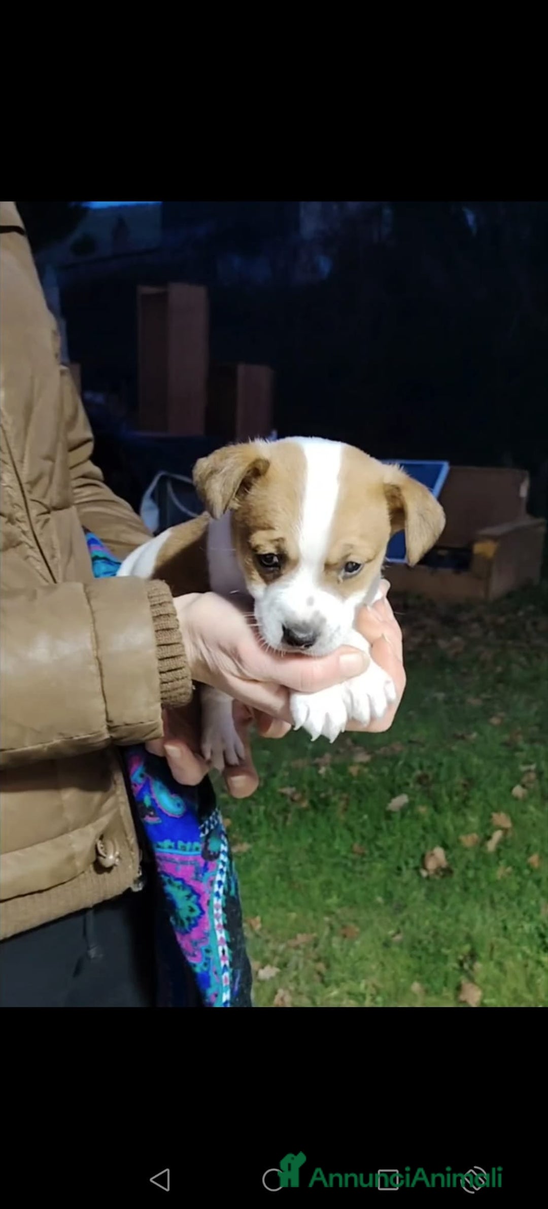 Jack Russell cani in vendita: Jack russell zampa corta  - Annuncio 3