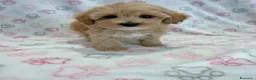 Maltipoo cani in vendita:  Bellissima cucciolata di Maltipoo F1 - Annuncio 18