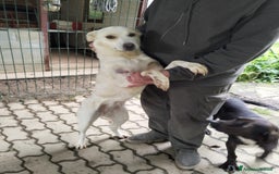 Meticcio cani in regalo: ALICE  a Città Metropolitana di Torino - Immagine 19
