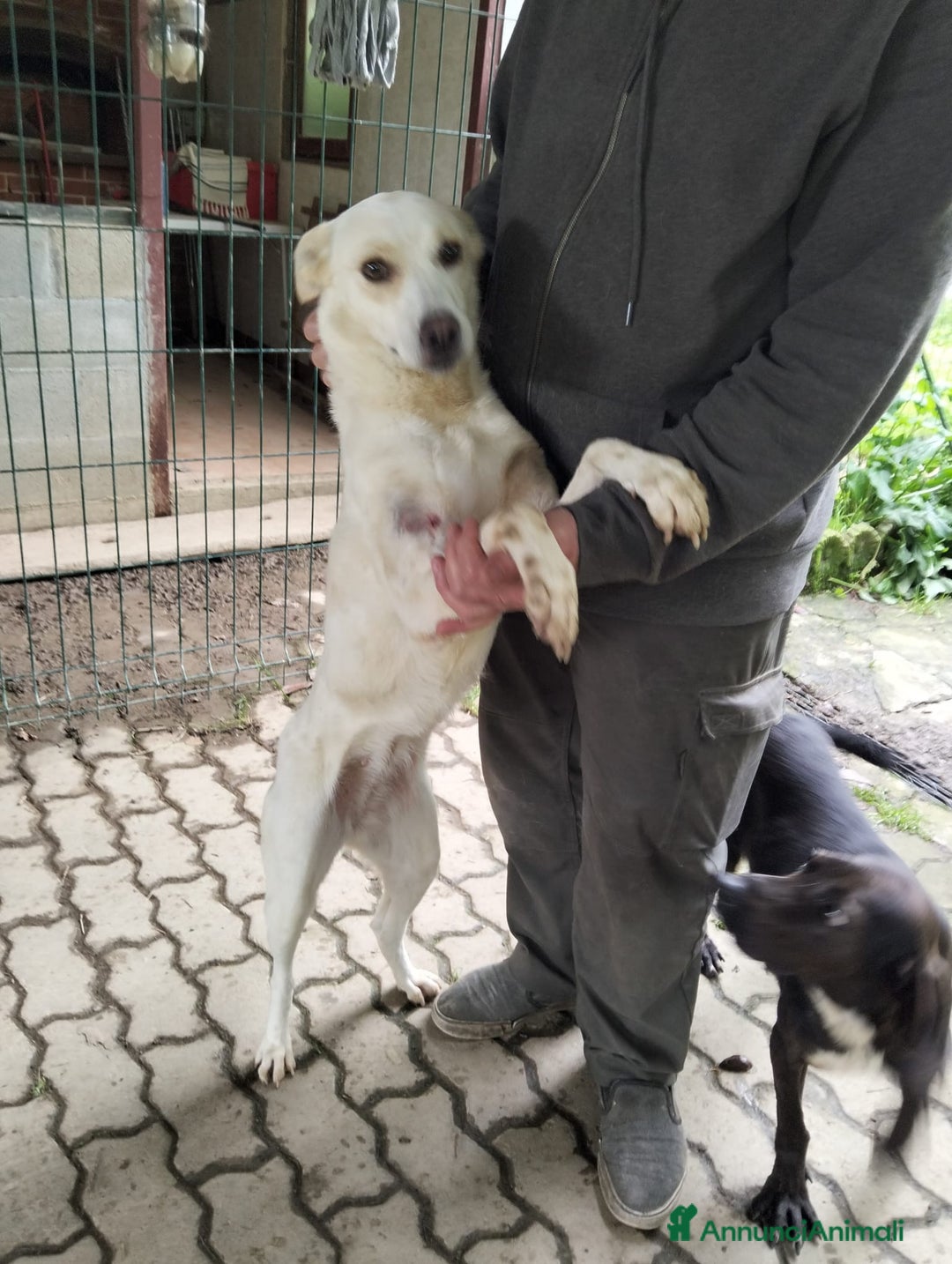 Meticcio cani in regalo: ALICE  a Città Metropolitana di Torino - Immagine 19