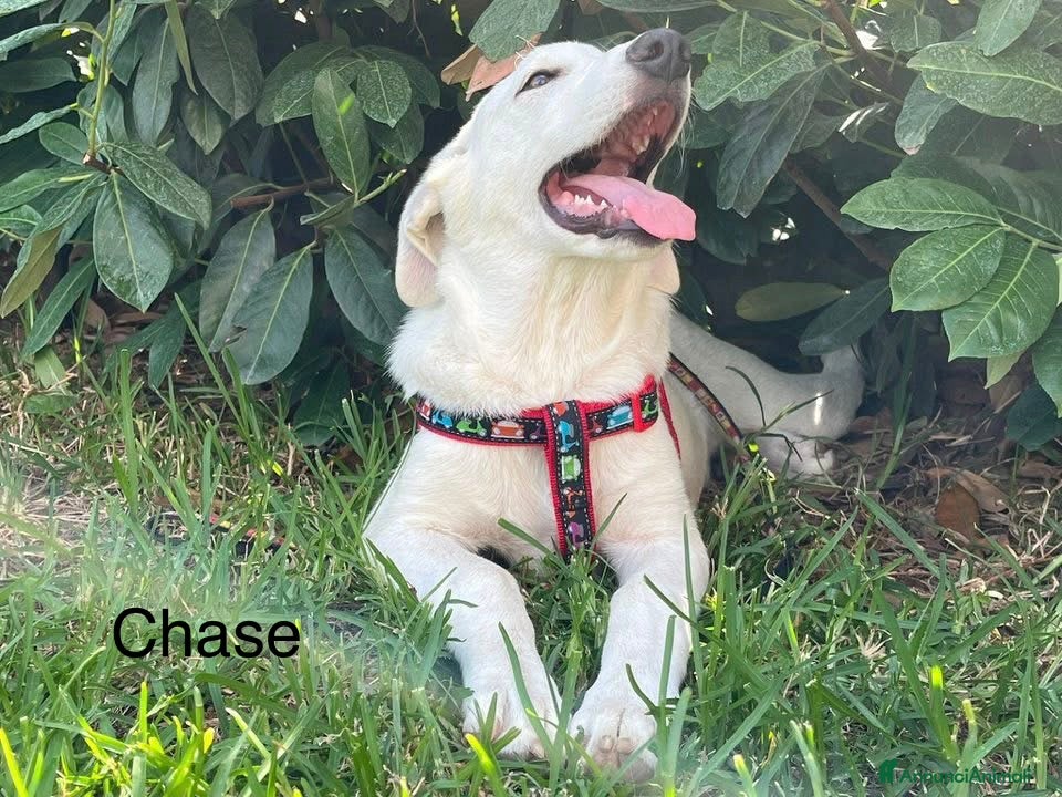 Meticcio cani Chase e Rocky meritano di avere una famiglia  - Annuncio 2