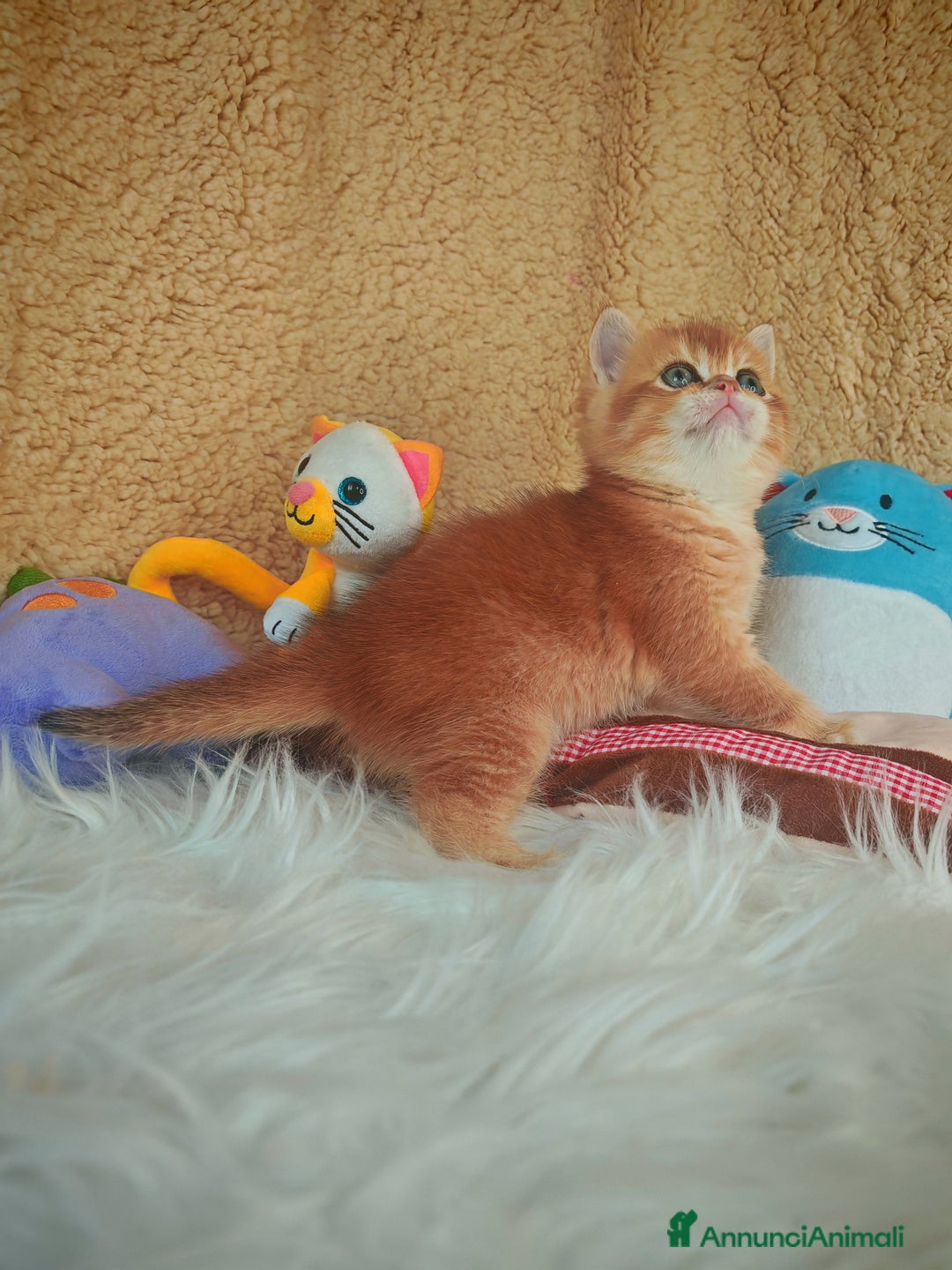 Scottish gatti in vendita: Gattini Scottish Rossicci - Annuncio 6