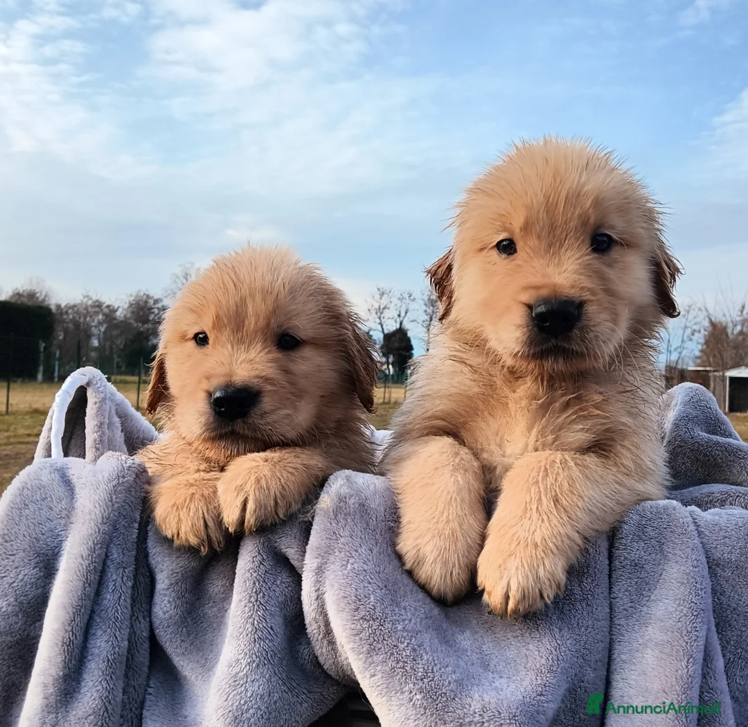 Golden Retriever cani in vendita: Cuccioli Golden Retriever Linea Americana  - Annuncio 8