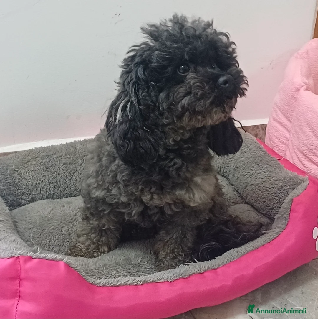 Barboncino Toy cani per accoppiamento: Barboncino toy per accoppiamento  - Annuncio 2