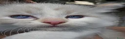 Siberiano gatti in vendita: Cuccioli di Siberiano neva masquerade a Città metropolitana di Roma Capitale - Annuncio 6
