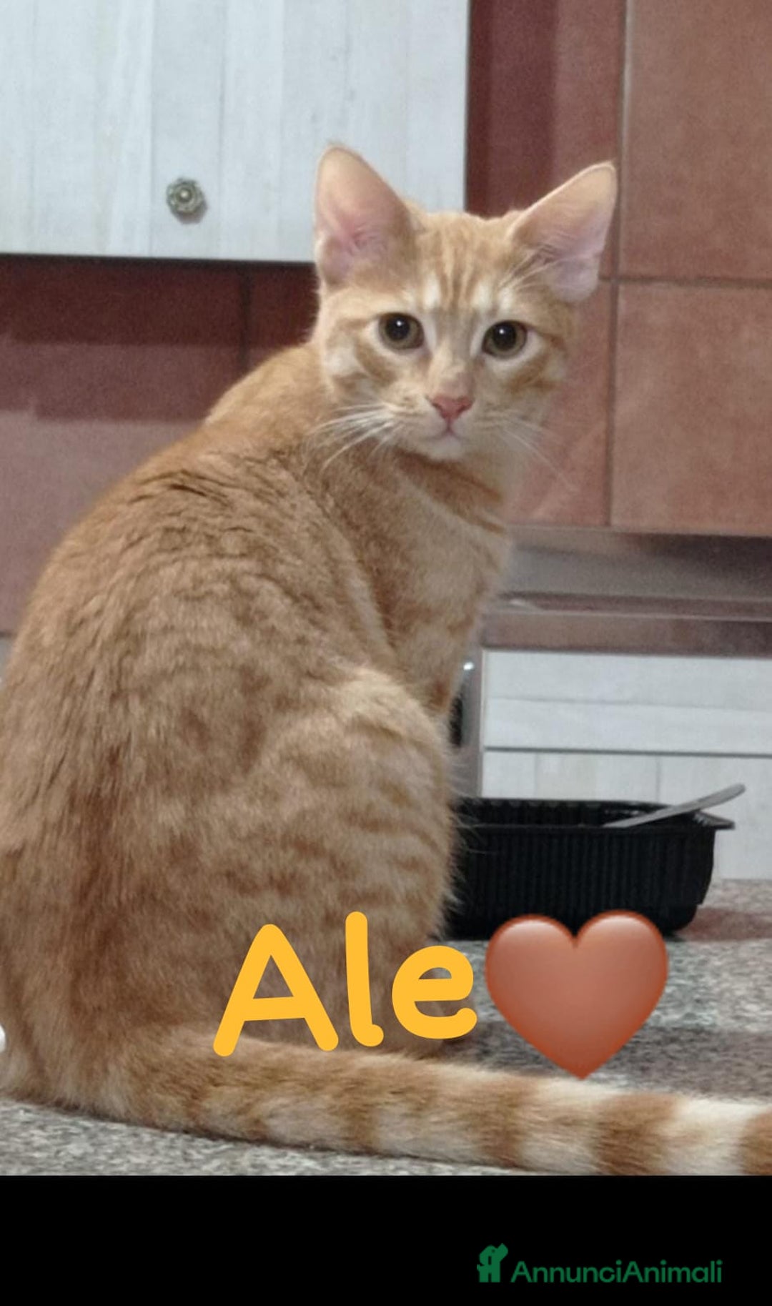 Europeo gatti in regalo: Ale e Franz 2mici rossi 7mesi ROMA SOS  - Annuncio 2