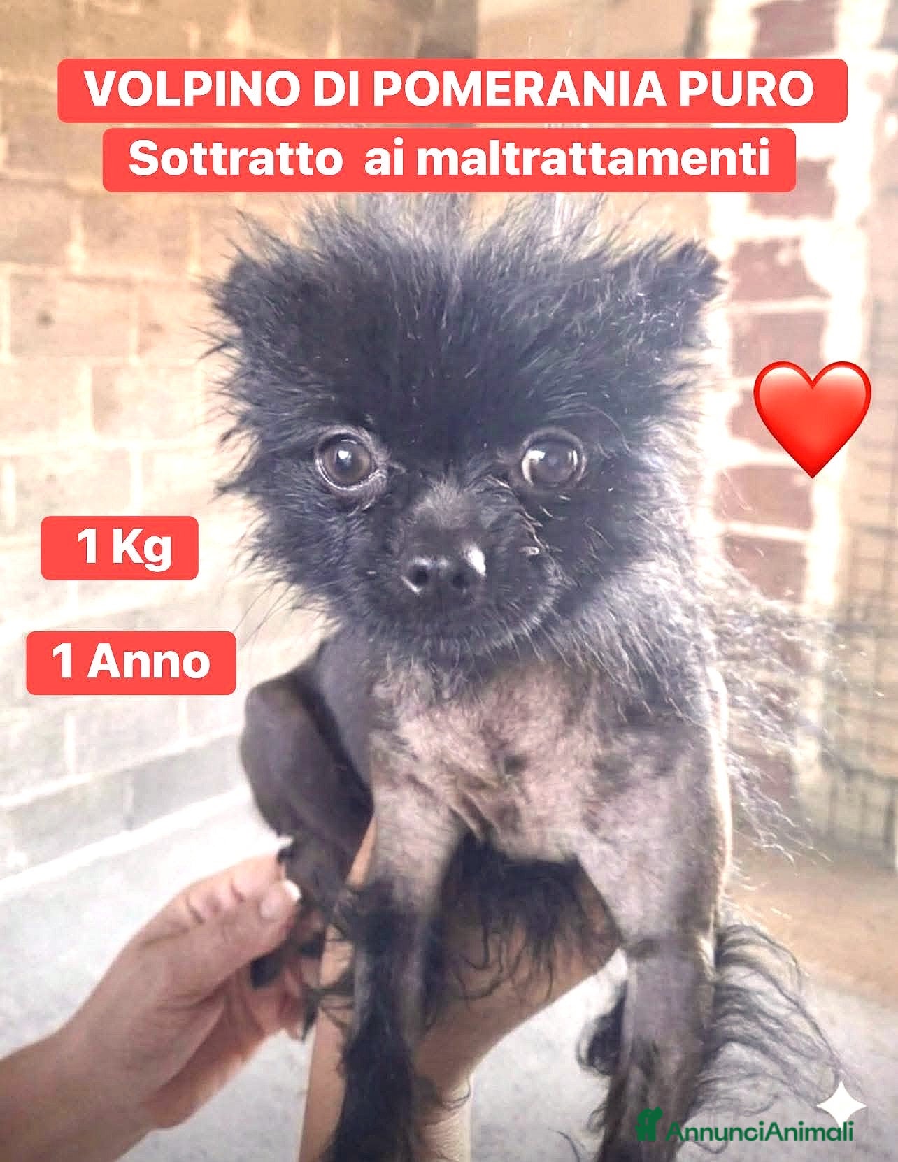 Volpino Pomerania cani ADOZ.DEL💔:salviamolo! Ha subito abusi e soprusi! - Annuncio 1