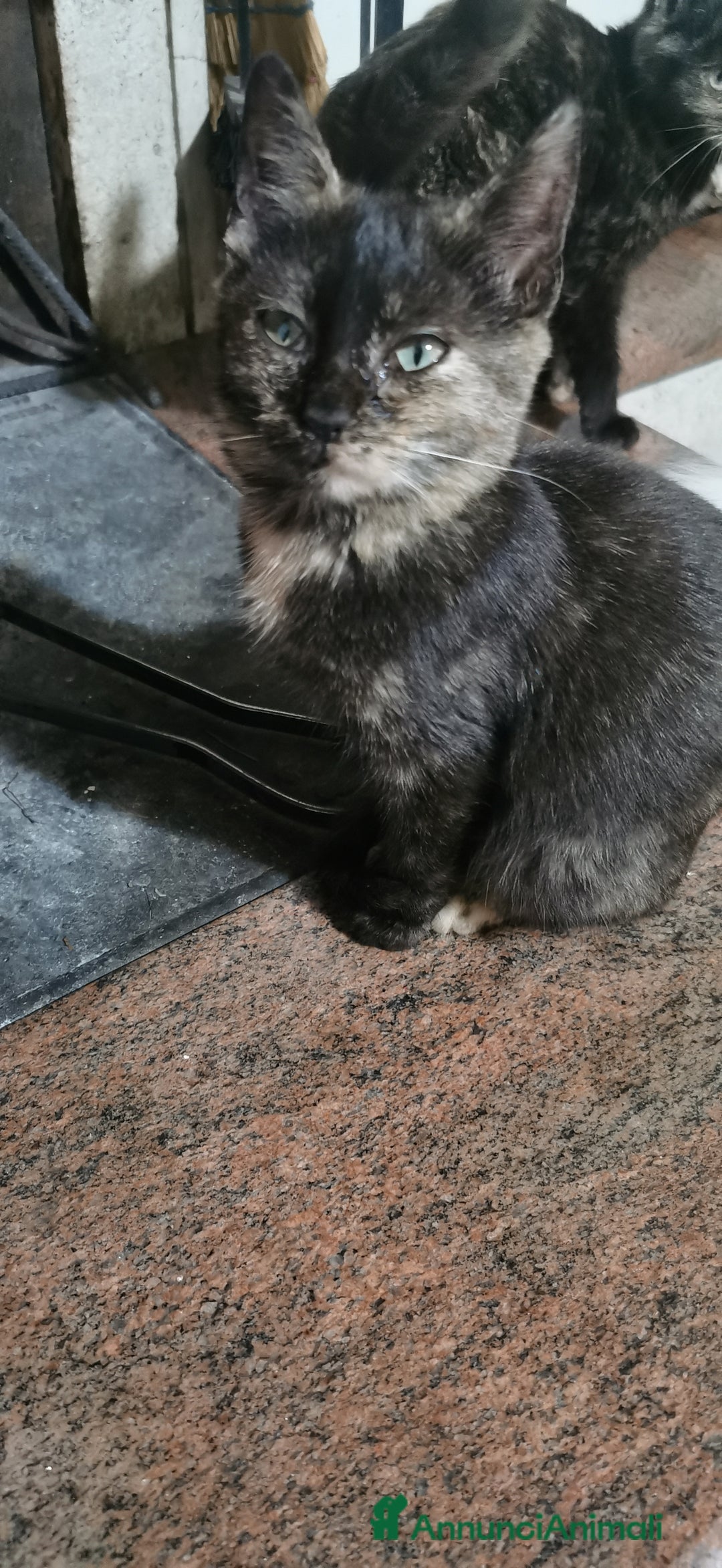 Meticcio gatti in regalo: Gattina Calico Tricolore - Annuncio 3