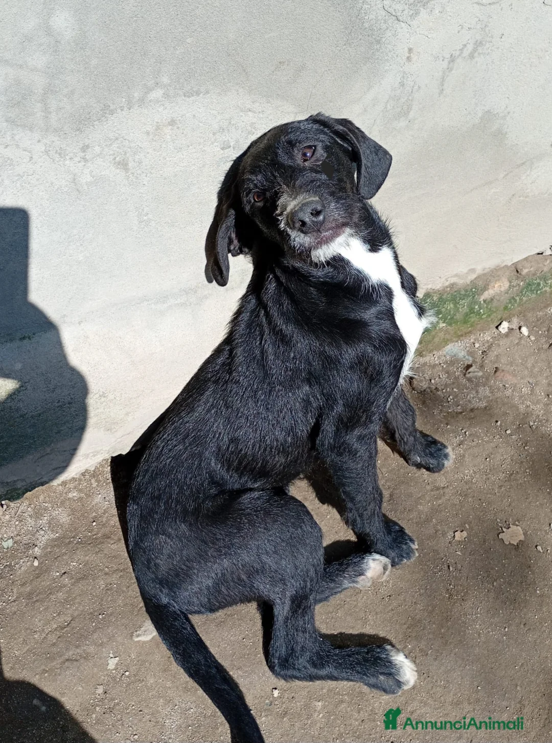 Meticcio cani in regalo: LUNA MIX SPINONCINA  - Annuncio 5