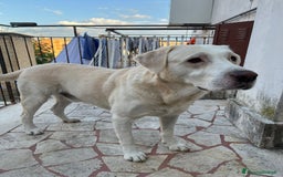 Labrador cani per accoppiamento: Labrador maschio cerca compagna per accoppiamento - Immagine 3