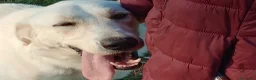 Meticcio cani in regalo: EDO CUCCIOLONE - Annuncio 4