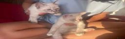 Ragdoll gatti in vendita: Gatto ragdoll - Annuncio 9
