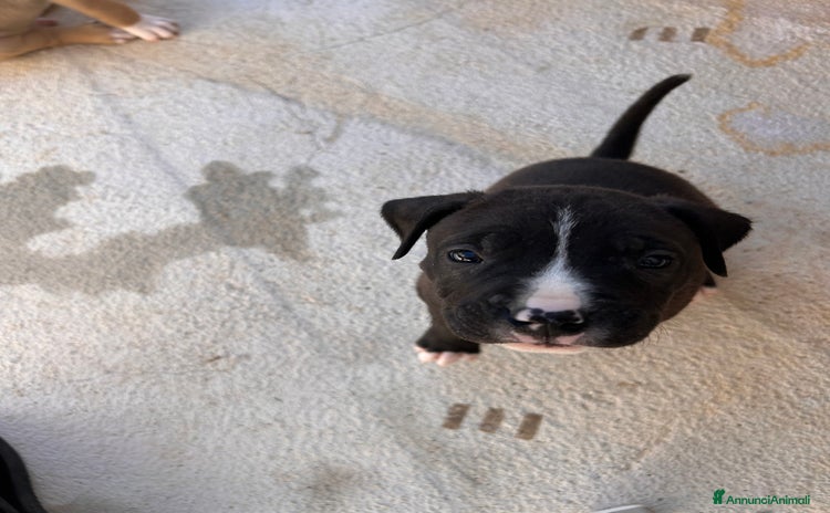 Pitbull cani a Città metropolitana di Roma Capitale - Annuncio 4