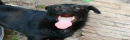 Meticcio cani in regalo: LOLLO - Annuncio 11