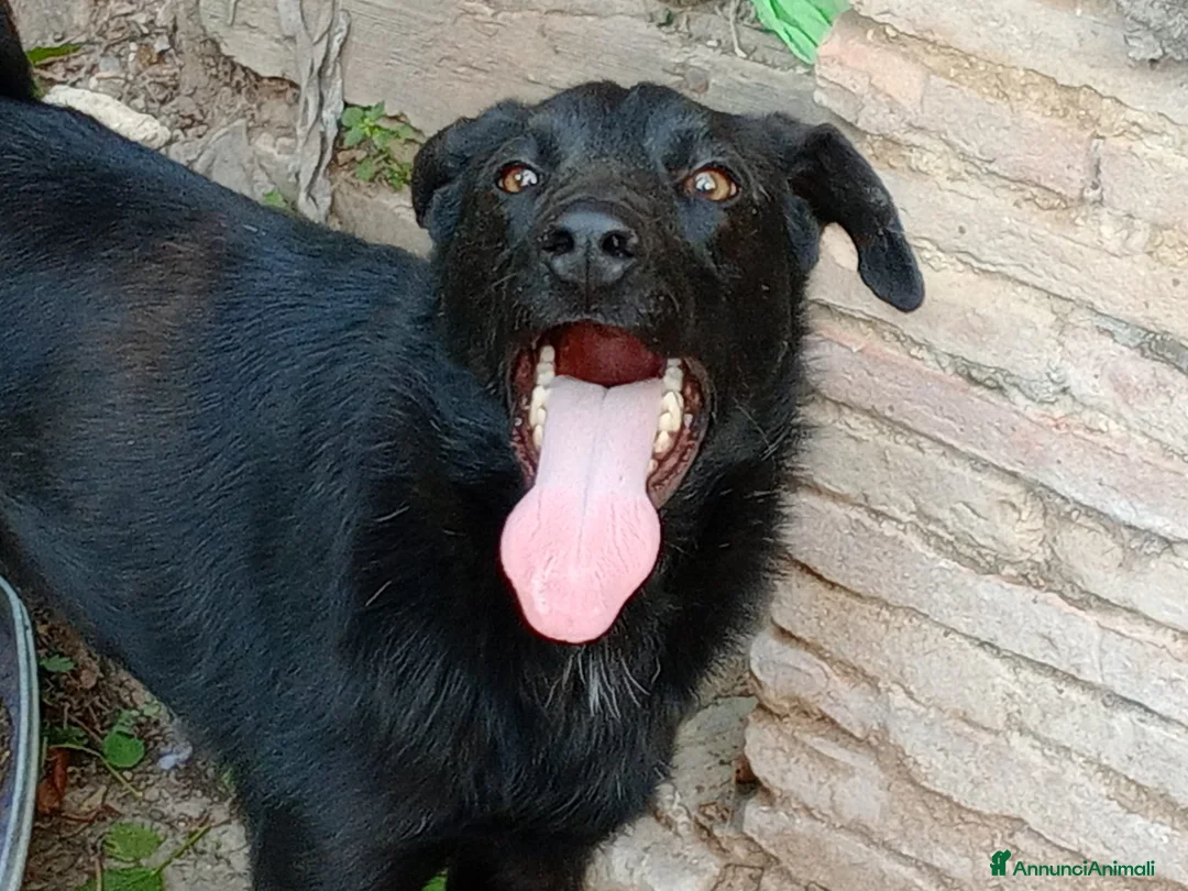 Meticcio cani in regalo: LOLLO - Annuncio 11