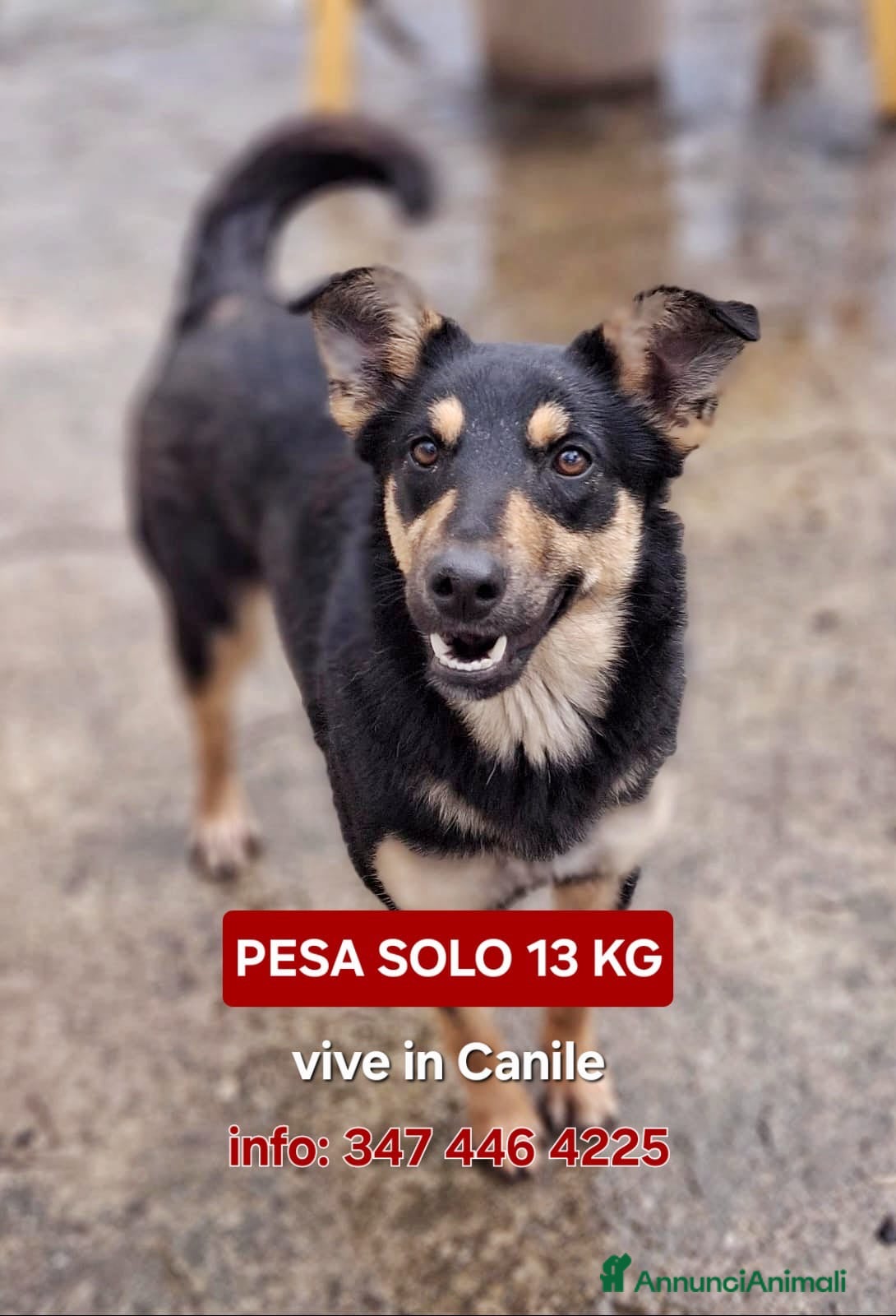 Meticcio cani ADA 🩷 - taglia medio/piccola. Vive in canile 😢😞 - Annuncio 2