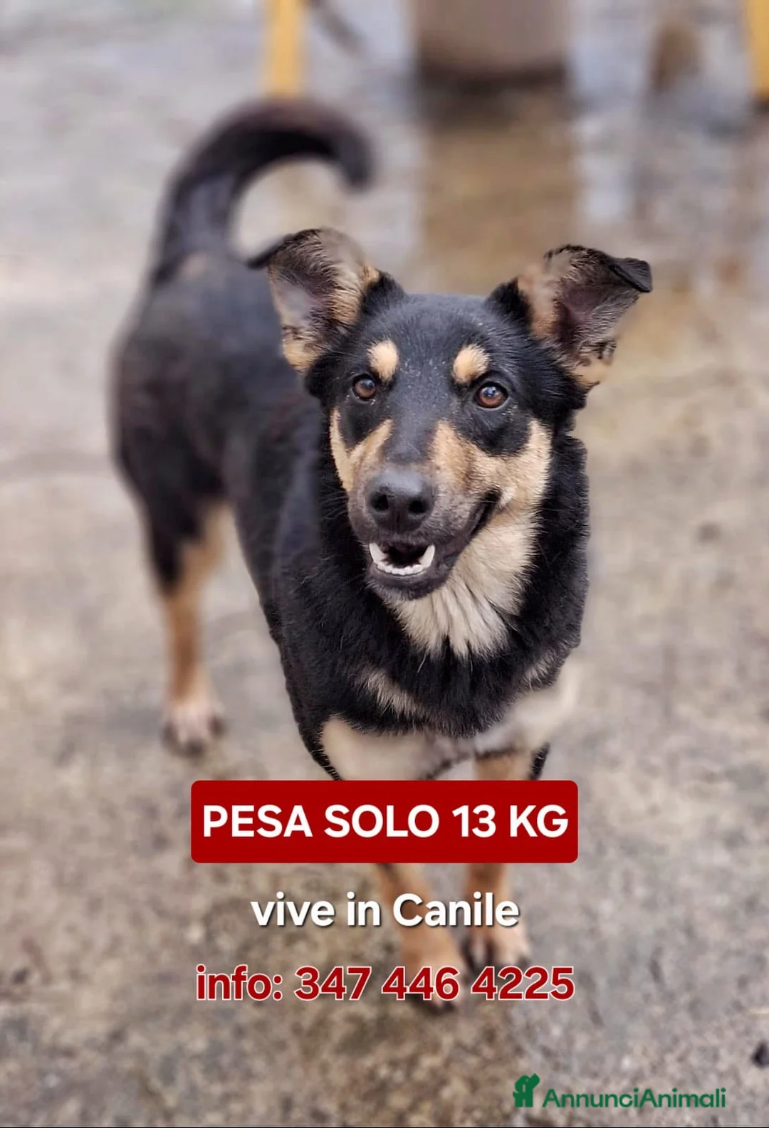 Meticcio cani in regalo: ADA 🩷 - taglia medio/piccola. Vive in canile 😢😞 a Provincia di Pavia - Annuncio 1