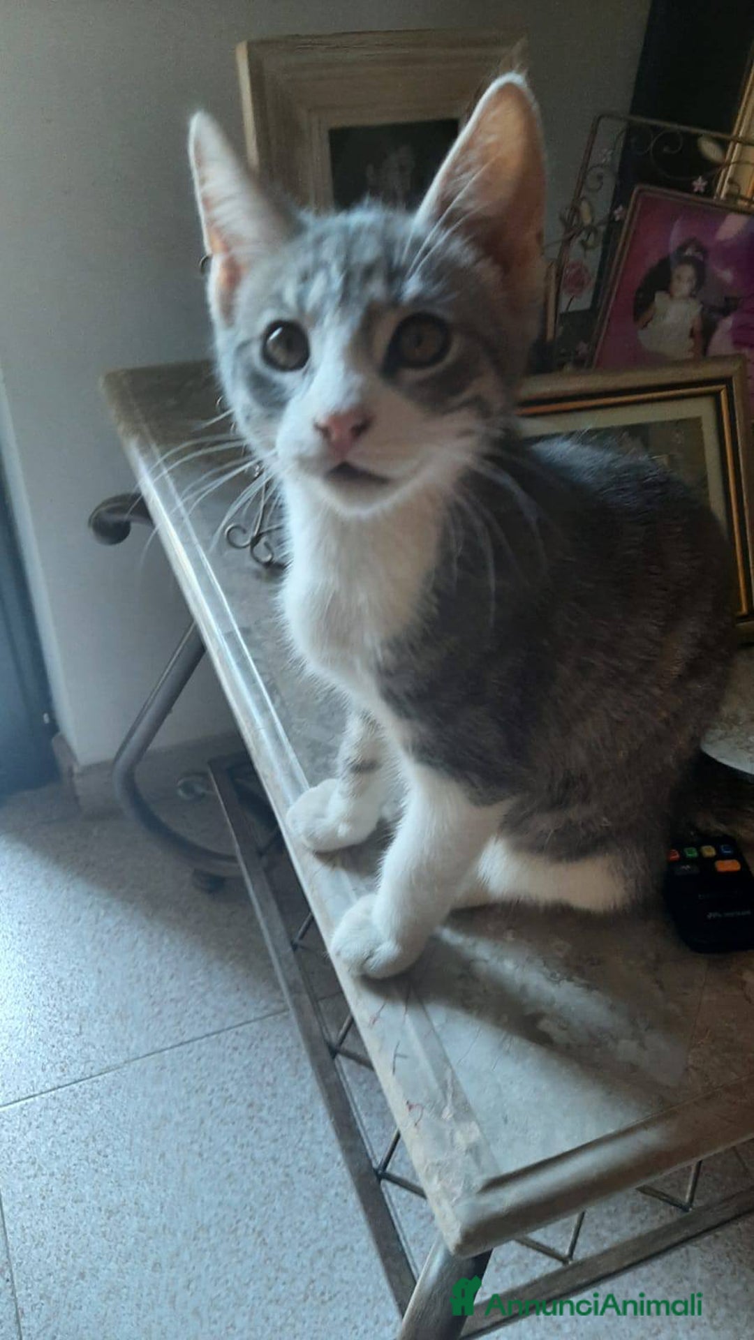 Europeo gatti in regalo: Dolce micino da adottare, DENNY! - Annuncio 7