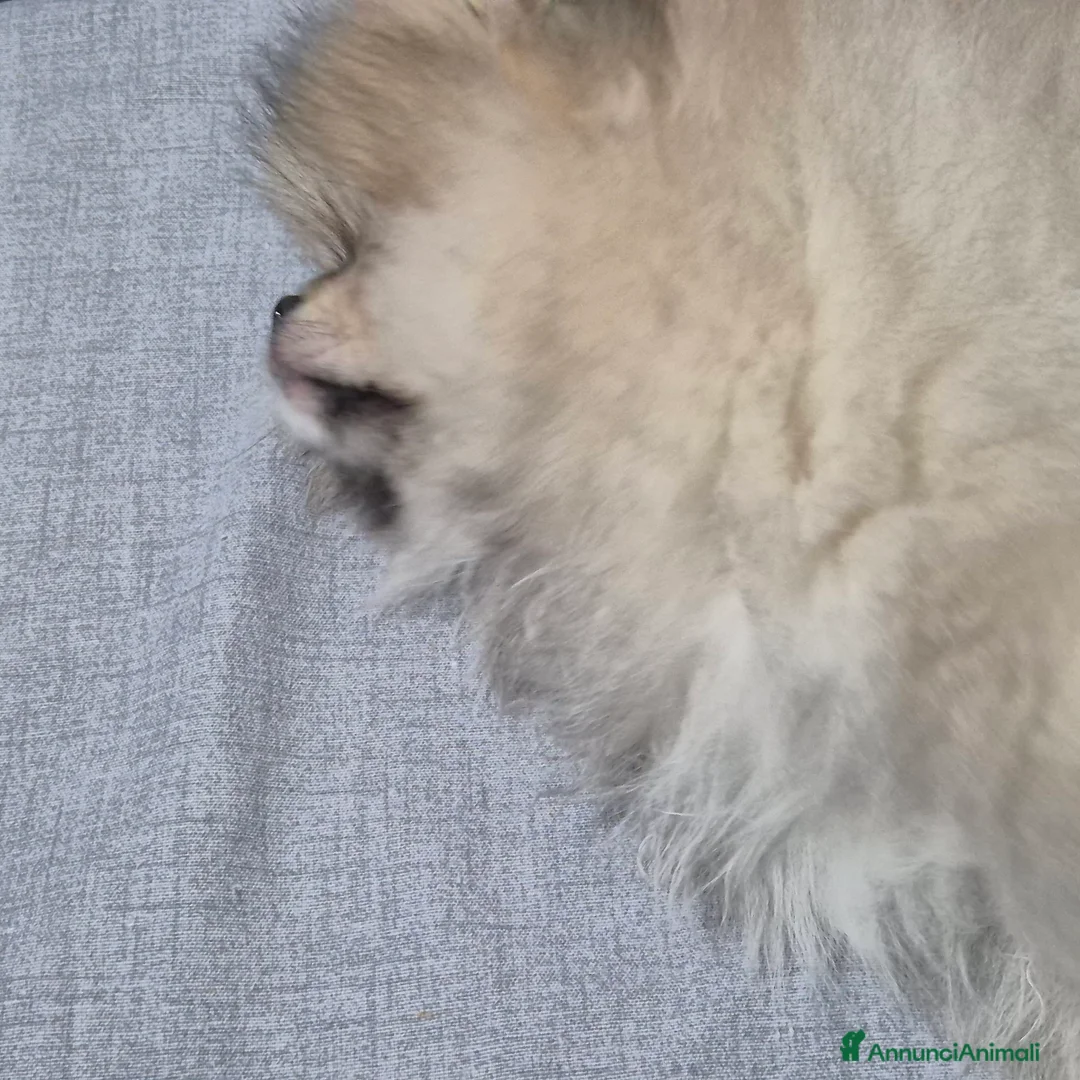 Volpino Pomerania cani in vendita: Spitz di pomerania tedesco nano  a Provincia di Oristano - Annuncio 5