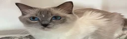 Ragdoll gatti in vendita: Gattini Ragdoll - Annuncio 1
