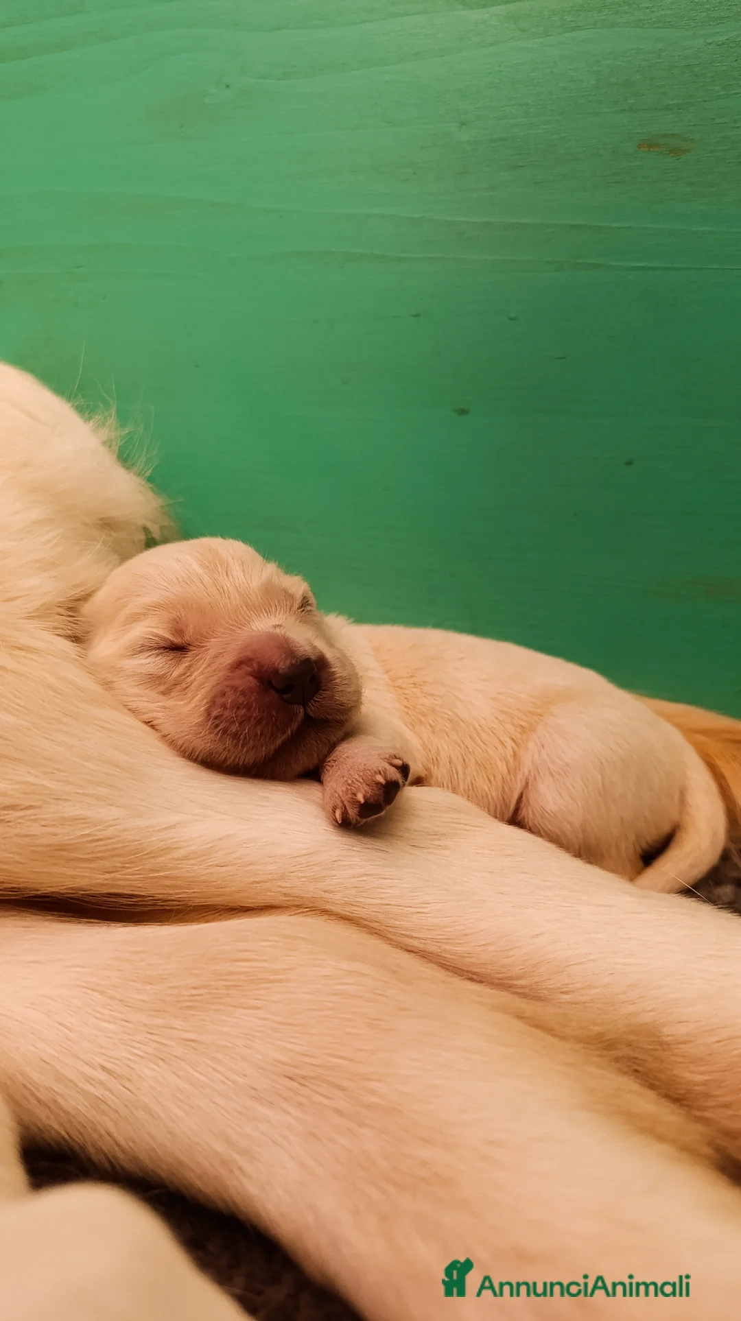 Golden Retriever cani in vendita: Cuccioli di Golden Retriever con pedigree a Provincia del Verbano-Cusio-Ossola - Annuncio 2