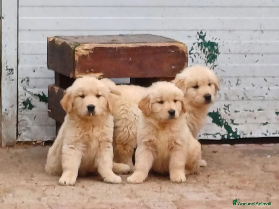 Golden Retriever cani in vendita: Golden Retriever 100% Americani - Pedigree ENCI - Annuncio 1