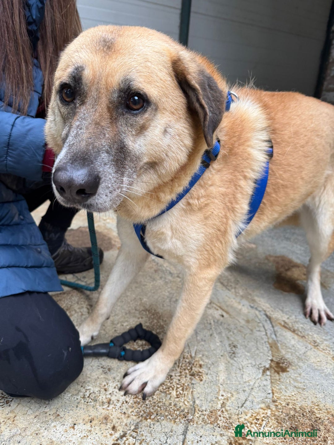 Meticcio cani in regalo: Splendida meticcia - RAJA a Città metropolitana di Milano - Annuncio 1