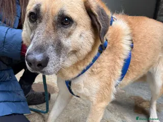 Meticcio cani Splendida meticcia - RAJA a Città metropolitana di Milano - Annuncio 2