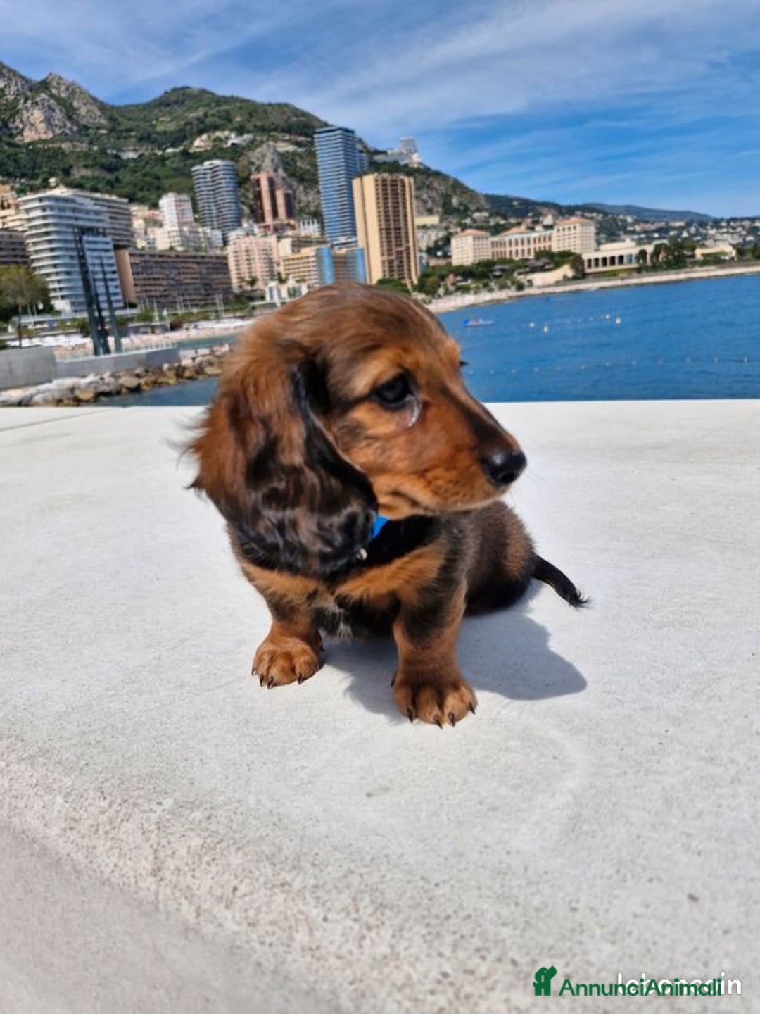 Bassotto cani in vendita: Cucciolo di Bassotto nano a pelo lungo a Città Metropolitana di Genova - Immagine 2