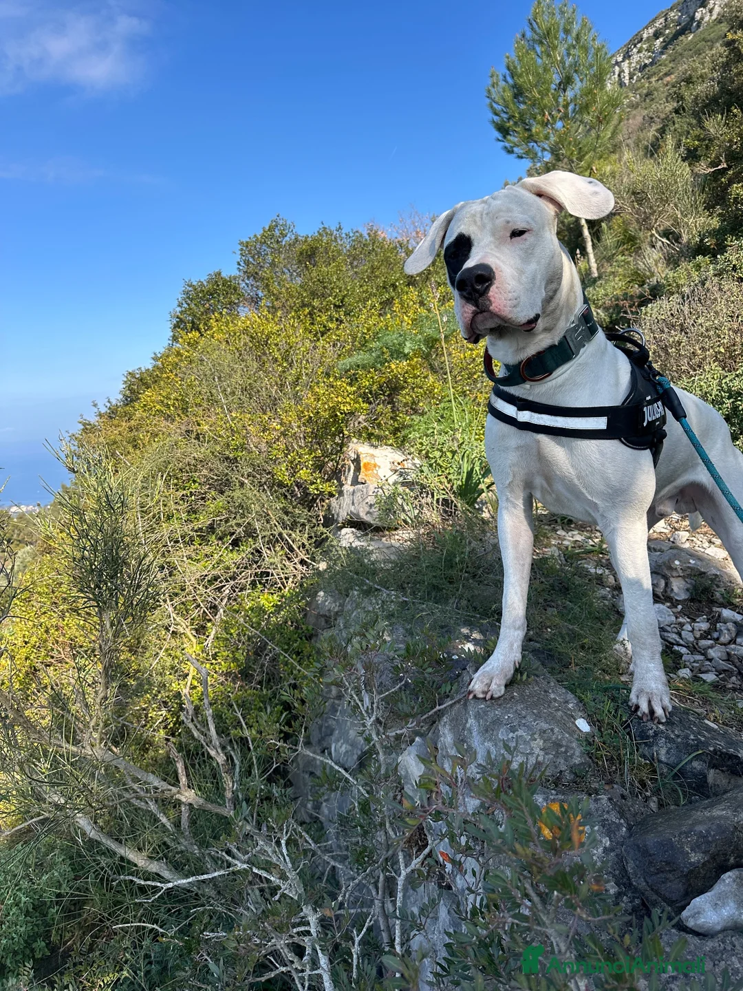Dogo Argentino cani per accoppiamento: Maschio di Dogo Argentino cerca partner  a Città Metropolitana di Napoli - Annuncio 2